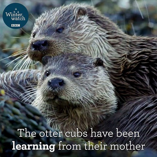 The Shetland Islands are home to one of the UK's most charismatic mammals...the European otter 💙❄️💙 #Winterwatch | BBC Springwatch