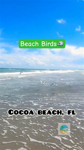 Beach Birds | Cocoa Beach, FL🐦 #cocoabeach #florida #birds