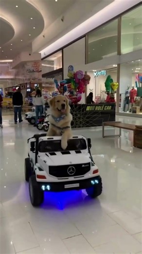 Dogs Enjoying Toys Together 🐶🧸 #dogshorts