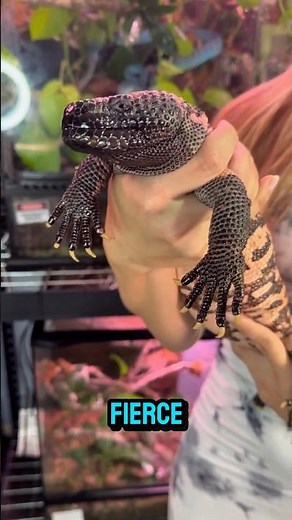 Gila Monster: The Venomous Lizard That Bites and Won’t Let Go! #animals #shorts #youtubeshorts