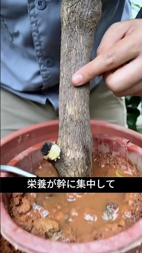 Bougainvillea as a bonsai?! Cultivation tips you shouldn't miss!