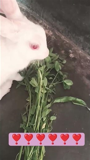 rabbit eating moment 🐇🐇#youtube#shorts#viral