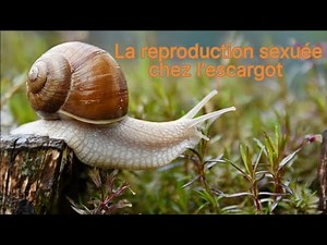 SVT 2AC La reproduction sexuée chez l'escargot.