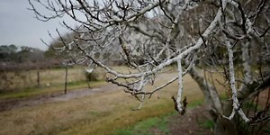 LSU AgCenter: Winter is a good time to trim trees