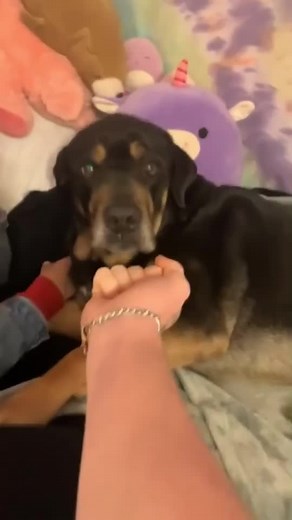 Adorable Dogs in Cozy Home Settings