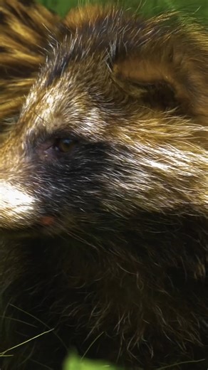 Animalogic on Instagram: "Tanuki: The Dog That Thinks It’s A Raccoon 🦝"