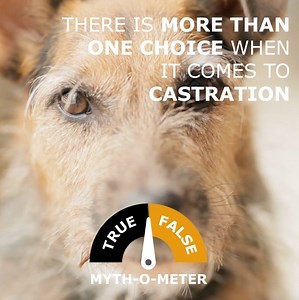 12K views · 11 reactions | True or false: There is more than one choice when it comes to castration ✅TRUE ✅ Speak to your vet about the implant that offers the same benefits as castration...without the need for surgery. https://loom.ly/K7vordY #Virbac #VirbacUK #Dogs | Virbac | Facebook