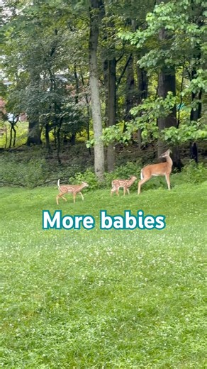 These are the best ways to start the day. #doe #fawns