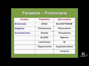 Parasites Classification