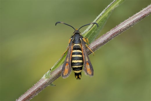 Rare Wasp-Like Moth Pushes UK Nature Reserve Past 10,000 Species