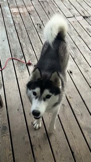 散歩が嬉しいハスキーのいちごちゃん、嬉しそうな表情してるでしょ？ #husky #huskylife #huskypuppy #wolf #cute