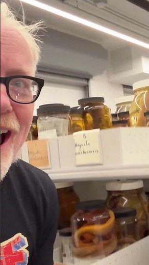#AdamSavage Amid MILLIONS of FISH!