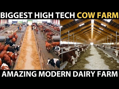 High Tech Cow Farm | Modern Dairy Farm in Denmark