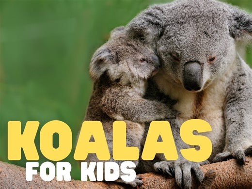 Koalas for Kids | Learn all about these sleepy marsupials