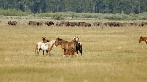 clip-4000357063-peaceful-afternoon-vast-meadow-horses-large-bison