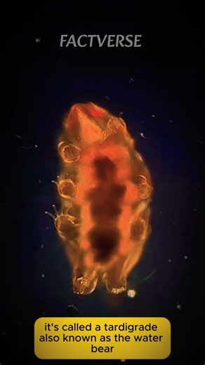 Tiny Creatures Living in Space? The Shocking Truth! 🚀 #space #shorts