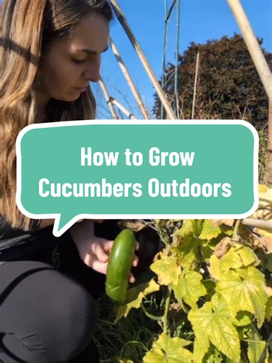 How to Grow Cucumbers Outdoors
