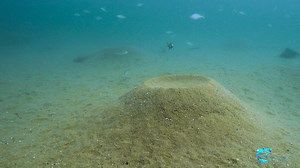 Mchenga thinos at Thumbi sands, some mylochromis and taeniolethrinops too. Did we ever see aquarium big enough for these pits? :-) | Lake Malawi Cichlids