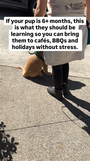 NEZ | Dog Training and Behaviour on Instagram: "Think less “cute tricks” and more real life skills: 🍽 1. A solid bed command Teach them that when you point to a bed or blanket, that’s their spot to lie down and chill. Cafés, BBQs, friends’ houses, vet waiting rooms… one cue, same clear job: “Relax here while life happens around you.” 🅿️ 2. Puppy parking This is your “please switch off” button. Step on the lead, give them just enough room to stand, sit or lie down, and then ignore them. With pr