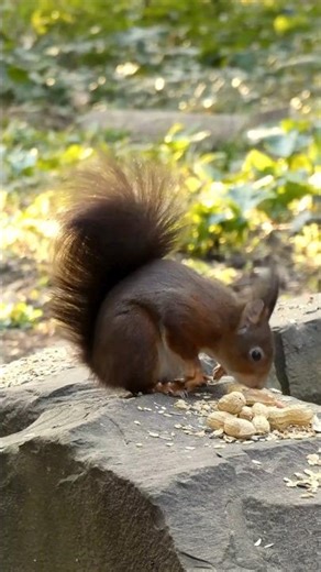 Squirrel Facts for Kids | Animal Facts Episode 41