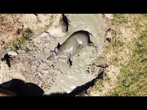 Delicious full body pig mud bath