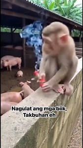 Haha🤪😂 #follower #friends #animals | Bombay Ng Batangas