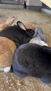 Our Flemish giant rabbits love to cuddle! Momma in grey is surrounded by all her babies who are just approaching 1 1/2 years old. The sun is peeking through, even though rain is forecasted today. We have received 3.83 inches in the last 4 days and the farm needs to dry out a bit before we can open it up to visitors again. Our Farm Market will be open today until 5pm and we will be at Culver City Farmwrs' Market from 2pm - 7pm. | Underwood Family Farms