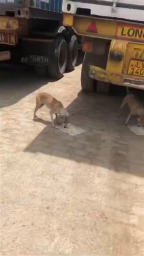 85K views · 4.6K reactions | Feeding the hungry 籠 | Embark | Facebook