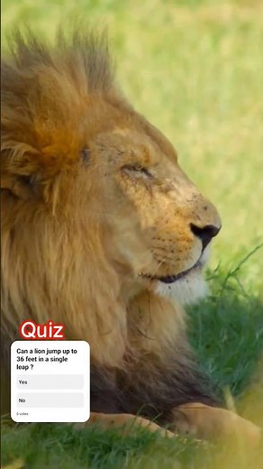 🦁 Lions Jump | How far can a lion Jump | Shocking Agility and speed of a lion 🦁