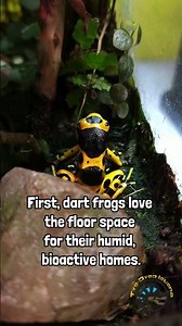 Tiny Tanks, Tiny Pets! 🤏🦎 #pets #reptiles #bugs #animals #small