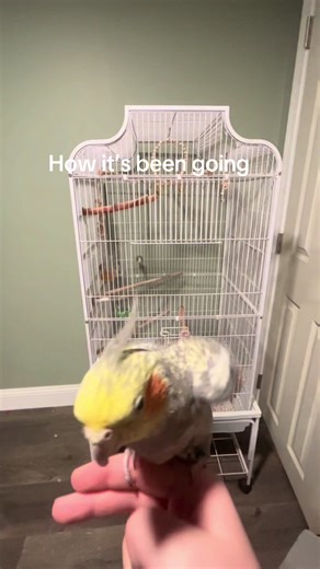 Cockatiel Flight Recall Training Tips