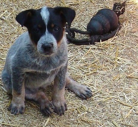 Beagle Blue Heeler Mix Breed (Read This Before Getting One!)