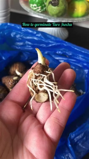 Guide to Germinating Taro Plant: Gardening Tips