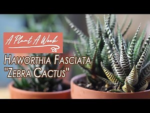 Haworthia fasciata "Zebra Cactus" Care | A Plant A Week