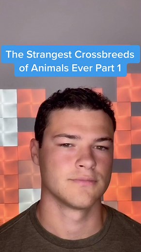 The Strangest Crossbreeds of Animals Ever Part 1: Human-Dog Hybrid