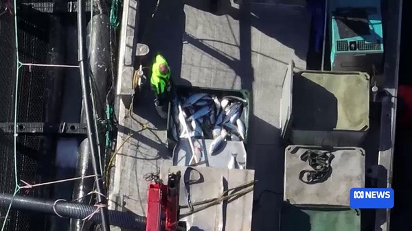 Tasmania's big three salmon operations are foreign-owned. Here's a look at how the industry operates overseas