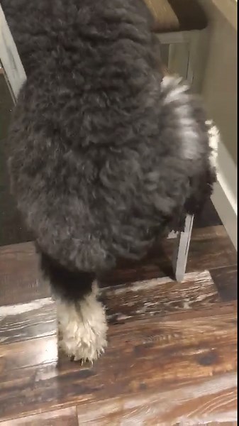 Adorable Dog Patiently Waits at Dinner Table for Food