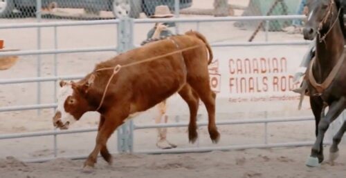 Opinion: A fear-filled glimpse into an animal's rodeo experience | News