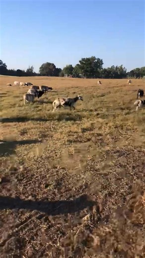 3.7K views · 14 reactions |  Complete Herd Dispersal – Dorper Sheep!...