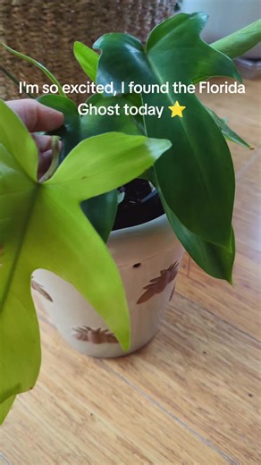 Check out what I found today! Rest of the plant haul to come. #plant #garden #hobby #gardengirl #plants