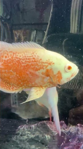 🐟 Exotic Rare Yellow Oscar Fish 💛✨ | Stunning Freshwater Aquarium Predator 4K Ultra HD