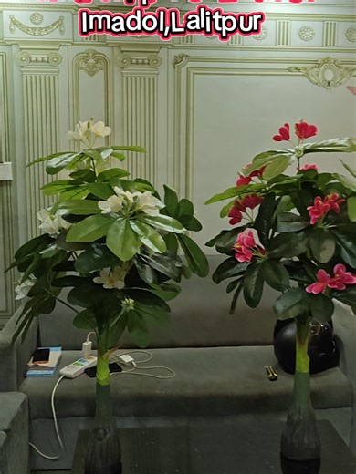 chuwa phul rs.2500 per piece ..