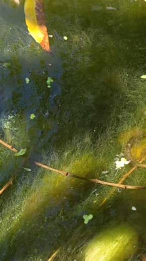Surprising find in pondweed! #pond #wildlifeponds #nature #snake #animals