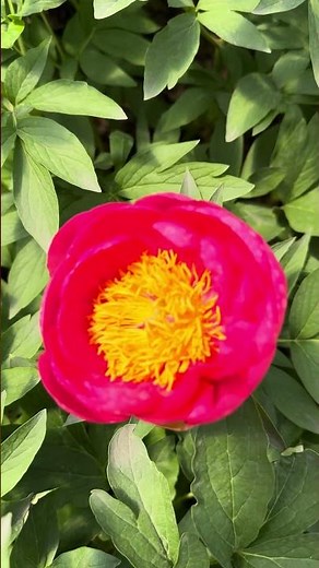 Peonies in pots. Variety Cytherea