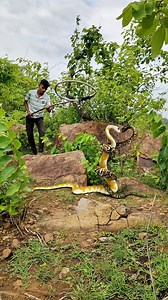 Two cobra snakes fight catching #viralreels #fbreels #reel #reels #support #viral #trending #Amazing | Duari Behera