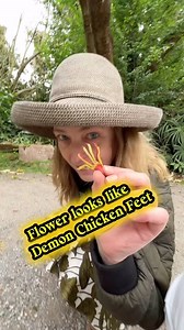 🌿🌸 Discover the Wonder of the Chicken Foot Flower! 🖐✨ 🌱 Have you ever walked through a garden and looked down to see a bunch of chicken feet? Here’s what’s going on! This unique botanical beauty, often called the “Mexican Hand Tree” or “Monkey Hand Tree,” and that I affectionately call the Chicken Foot Flower Tree, is a real curious plant. 🌿✨ The Mexican Hand Tree has such a fun scientific name: Chiranthodendron pentadactylon. It’s a delightfully odd plant to discover. These fascinating flo