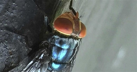 Flesh-eating fly nears U.S. border: CDC issues health alert over new world screwworm