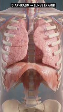How the Human LUNG Works | Lungs Explained in 1:21 Mins | Science Revealed #shorts #science #viral