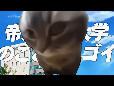 ノリノリ猫ミーム