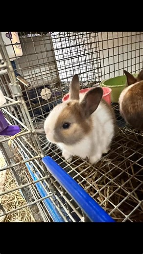 The baby bunnies are growing up so fast!!! They are already eating food and hay and are hopping out of the nest box regularly!! If you or someone you know is interested in welcoming one of these sweet baby bunnies into your furry family, please don’t hesitate to reach out! We would love to answer any questions that you have! | Dutch Island Rabbitry